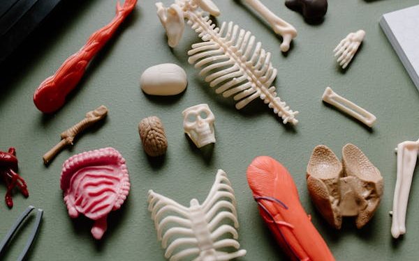 Jeff Nippard : L’Expertise Scientifique au Service de la Musculation