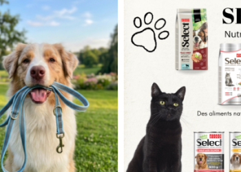 Morin : un spécialiste français des équipements pour chiens et du sport canin
