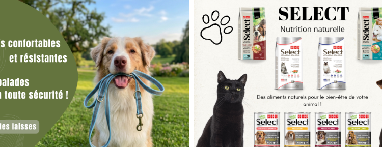Morin : un spécialiste français des équipements pour chiens et du sport canin