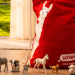 Schleich : des figurines qui donnent vie à l’imagination
